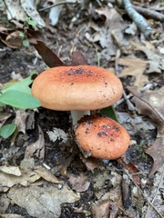 Russula decolorans