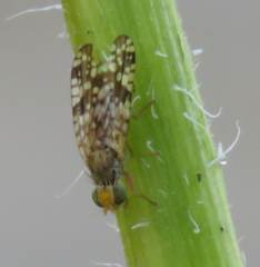 Neotephritis finalis