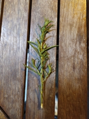 Salix eleagnos