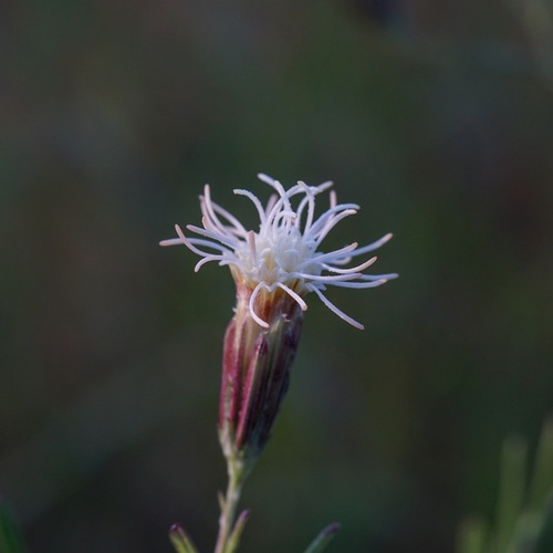 Image of Brickellia leptophylla by (c) Andrew Tree, some rights reserved (CC BY)