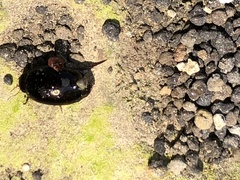 Agabinae