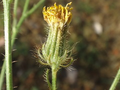 Crepis setosa