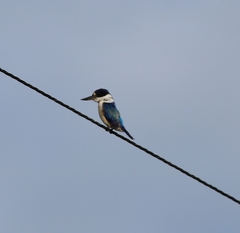 Todiramphus macleayii