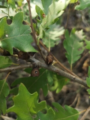 Quercus cerris