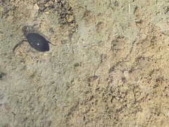 Agabinae