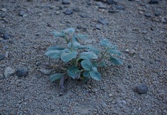 Cycladenia humilis humilis