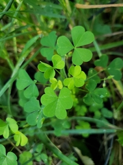 Oxalis stricta