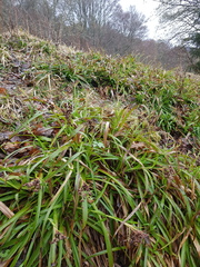 Luzula sylvatica sylvatica