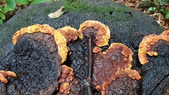 Gloeophyllum odoratum