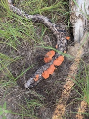 Trametes cinnabarina