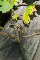 Thamnophis elegans