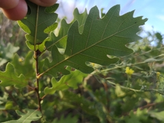 Quercus cerris