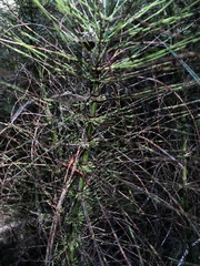 Equisetum telmateia