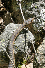 Thamnophis elegans