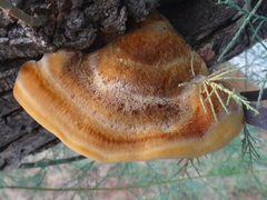 Inocutis tamaricis