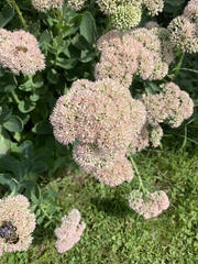 Hylotelephium maximum × spectabile