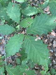 Quercus montana