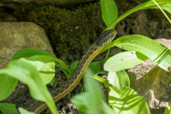 Thamnophis elegans