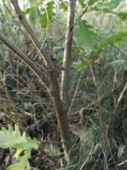 Quercus cerris