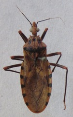 Panstrongylus geniculatus