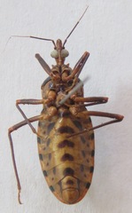 Panstrongylus geniculatus
