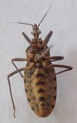 Panstrongylus geniculatus