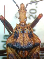 Panstrongylus geniculatus