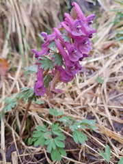 Corydalis solida