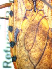 Panstrongylus geniculatus