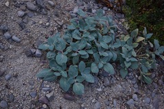 Cycladenia humilis humilis