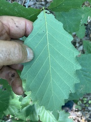Quercus montana
