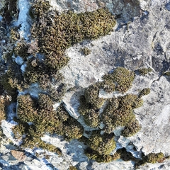 Racomitrium heterostichum