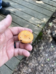 Lactarius deterrimus