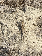 Sceloporus occidentalis bocourtii