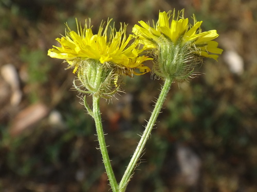 škarda štetinatá (Crepis setosa)