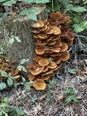 Physalacriaceae