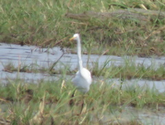 Ardea alba melanorhynchos
