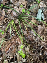 Carex pedunculata