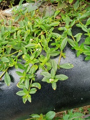 Alternanthera philoxeroides