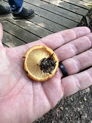Lactarius deterrimus