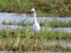 Ardea alba melanorhynchos