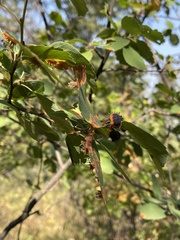 Amelanchier alnifolia