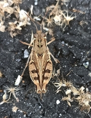 Pycnostictus seriatus