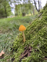 Pluteus leoninus