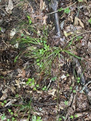 Carex pedunculata