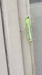 Stagmomantis limbata