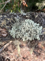 Flavopunctelia flaventior