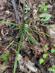 Carex pedunculata