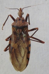 Panstrongylus geniculatus