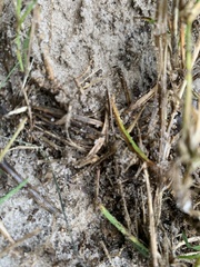 Achurum carinatum
